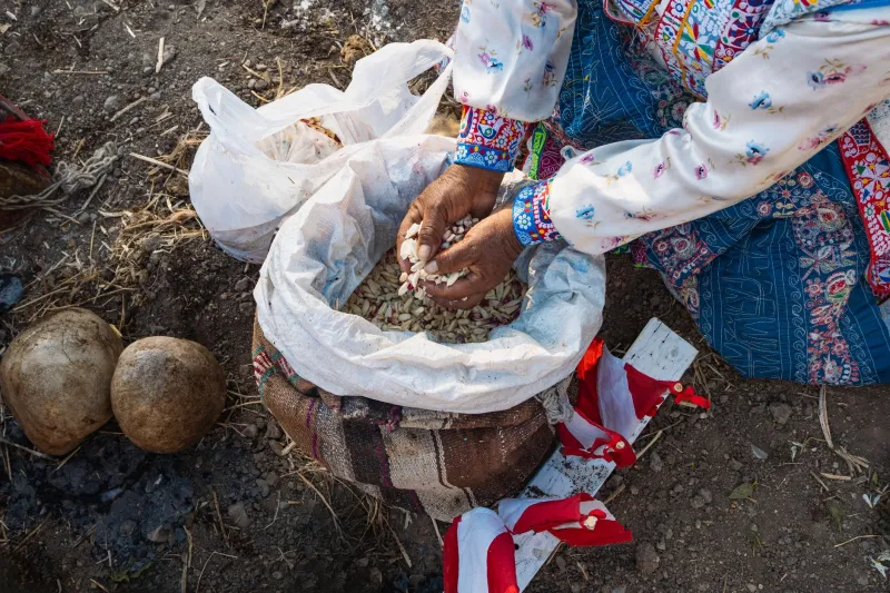 Seeds of Resistance: The Indigenous Food Sovereignty Movement Growing Power One Harvest at a Time